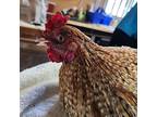 Rey, Chicken For Adoption In Monterey, California