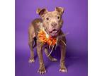 Olivia, American Pit Bull Terrier For Adoption In Memphis, Tennessee