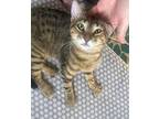 Tinky Winky, Domestic Shorthair For Adoption In Orlando, Florida