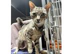 Pono - Maui Cat, Domestic Shorthair For Adoption In Milpitas, California