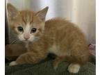 Han Solo, Domestic Shorthair For Adoption In Milpitas, California