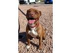 Mocha, American Pit Bull Terrier For Adoption In Payson, Arizona
