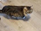 Ellie, Maine Coon For Adoption In Napa, California