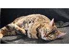 Tali, Bengal For Adoption In Napa, California