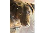 Budro Tx, Labrador Retriever For Adoption In Boonton, New Jersey