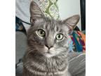 Sol, Domestic Shorthair For Adoption In Fort Worth, Texas