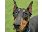 Danica, Doberman Pinscher For Adoption In San Francisco, California