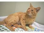 Guthrie, Domestic Shorthair For Adoption In Portage, Wisconsin