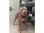 Dodge, American Pit Bull Terrier For Adoption In Hamilton, New Jersey