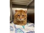 Dragon Fiv+, Domestic Shorthair For Adoption In Twinsburg, Ohio