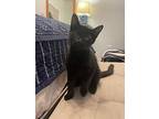 Tiny Mars, Domestic Shorthair For Adoption In Provo, Utah