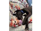 Tyson 2, Labrador Retriever For Adoption In San Diego, California