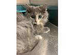 Luna, Domestic Shorthair For Adoption In Belleville, Ontario