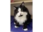 Boy Kitty, Domestic Longhair For Adoption In Clearfield, Pennsylvania