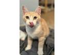 Purr Muffin, Domestic Shorthair For Adoption In Chandler, Arizona