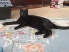 Biggy, Domestic Shorthair For Adoption In Fort Worth, Texas