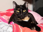 Snickers, Domestic Shorthair For Adoption In Longmont, Colorado