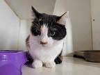 Marcie, Domestic Shorthair For Adoption In Peoria, Illinois