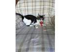Gillie, Domestic Shorthair For Adoption In Plymouth, Minnesota