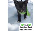 Felix, Domestic Shorthair For Adoption In Bridgewater, New Jersey