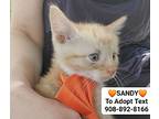 Sandy, Domestic Shorthair For Adoption In Bridgewater, New Jersey