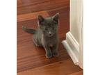Sugar Ray, Lulu, And Lucia, Russian Blue For Adoption In Knoxville, Tennessee
