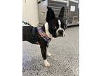 Tyson, Boston Terrier For Adoption In Oakdale, California