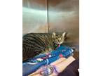 Milo, Domestic Shorthair For Adoption In Matteson, Illinois