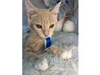 Opal, Domestic Shorthair For Adoption In Margate, Florida