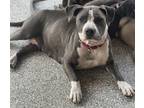 Olivia, American Staffordshire Terrier For Adoption In Wellington, Florida