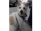 Scrooge, Terrier (unknown Type, Small) For Adoption In Las Vegas, Nevada