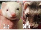 Cinnabon, Lilo, Milo, Ferret For Adoption In Phoenix, Arizona
