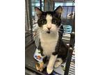 Donnie, Domestic Shorthair For Adoption In Mooresville, North Carolina