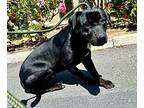 Bobby, Labrador Retriever For Adoption In Santa Monica, California