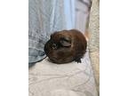 Goomba, Guinea Pig For Adoption In Comox, British Columbia