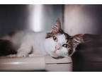 72991a Jiminy Cricket-pounce Cat Cafe, Domestic Shorthair For Adoption In North