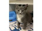 Fergie, Domestic Shorthair For Adoption In Reisterstown, Maryland