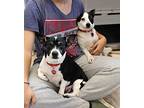 Gypse, Rat Terrier For Adoption In Larchmont, New York