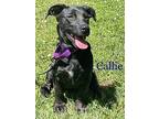 Callie, Labrador Retriever For Adoption In Simsbury, Connecticut
