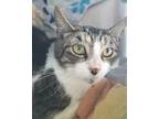 Adopt Tanzo - Maui Cat a Domestic Short Hair