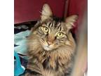 Adopt Alonzo a Domestic Medium Hair