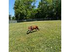 Precious, American Pit Bull Terrier For Adoption In Zebulon, North Carolina