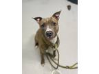 Kaylee, American Pit Bull Terrier For Adoption In Blackwood, New Jersey