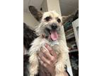 Spider, Terrier (unknown Type, Small) For Adoption In Rio Rancho, New Mexico