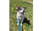 Peggy, Terrier (unknown Type, Small) For Adoption In Appleton, Wisconsin