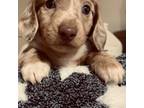 Dachshund Puppy for sale in Baldwin, FL, USA