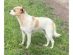 Eugene, Jack Russell Terrier For Adoption In Knoxville, Iowa