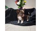 Chihuahua Puppy for sale in Morganton, NC, USA