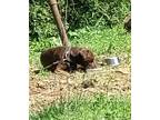 Coco, Labrador Retriever For Adoption In Atlanta, Georgia