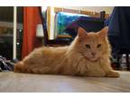 Monty, Domestic Longhair For Adoption In Spruce Grove, Alberta